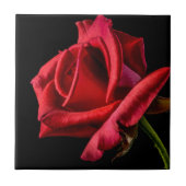 Red Rose against Black Background Tegeltje (Voorkant)