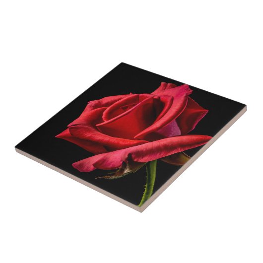 Red Rose against Black Background Tegeltje (Zijkant)