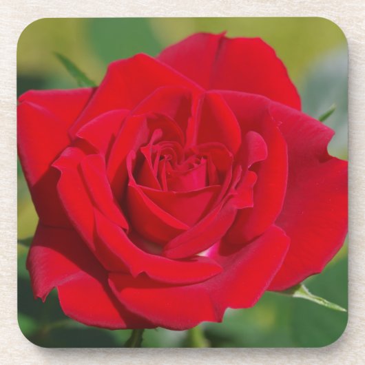 Red Rose Beauty Onderzetter (Voorkant)