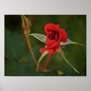 Red Rose begint te bloeien Poster