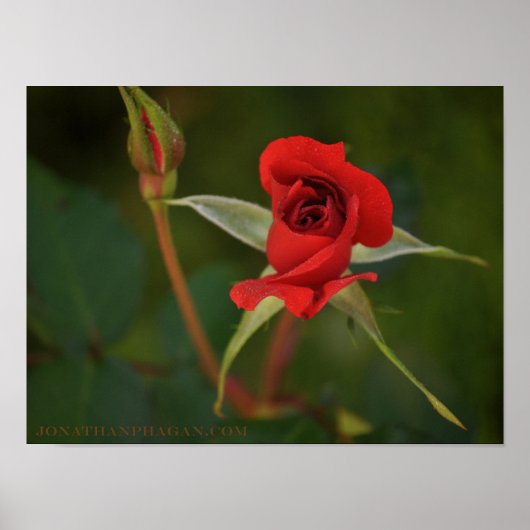 Red Rose begint te bloeien Poster (Voorkant)