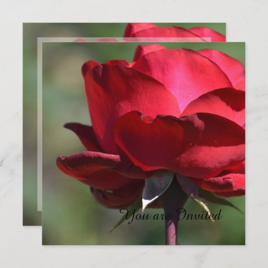 Red Rose Birthday Kaart (Voorkant / Achterkant)