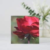 Red Rose Birthday Kaart (Staand voorkant)