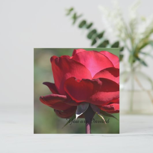 Red Rose Birthday Kaart (Staand voorkant)