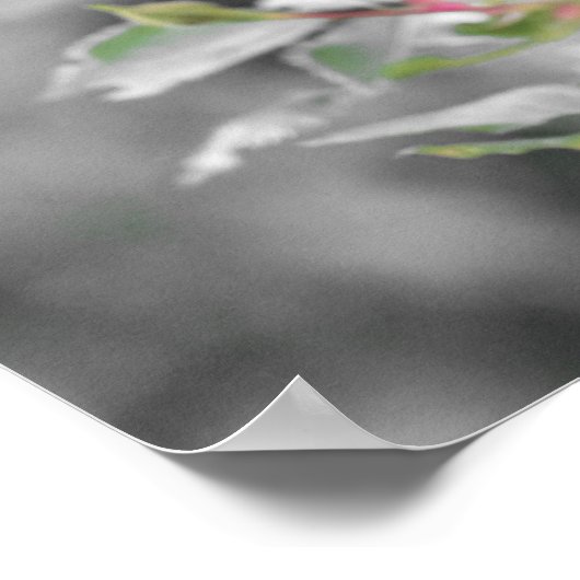 Red Rose Blooms van de zomer Poster (Hoek)