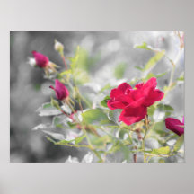 Red Rose Blooms van de zomer