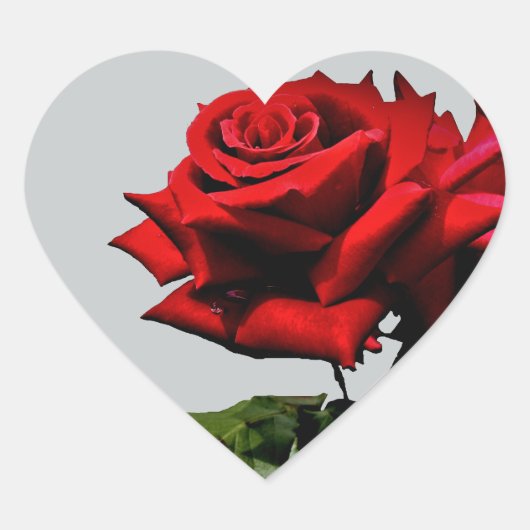 Red Rose Blossom Flower Verjaardag Feestdagen Even Hart Sticker (Voorkant)