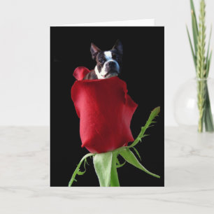 Red rose Boston Terrier wenskaart Kaart