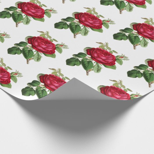 Red Rose Botanische Illustratie Patroon  Cadeaupapier (Hoek)