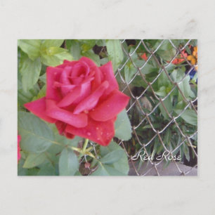Red Rose Briefkaart
