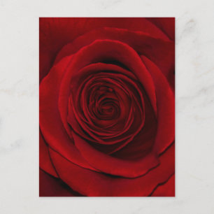 Red Rose Briefkaart