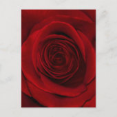 Red Rose Briefkaart (Voorkant)