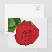Red Rose Briefkaart (Voorkant / Achterkant)
