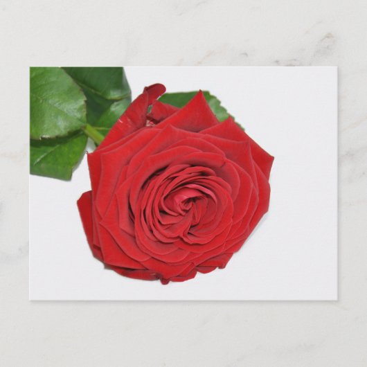 Red Rose Briefkaart (Voorkant)