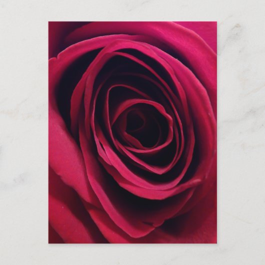 Red Rose Briefkaart (Voorkant)