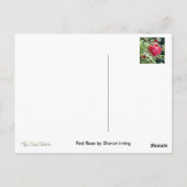 Red Rose Briefkaart (Achterkant)