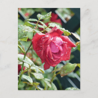 Red Rose Briefkaart