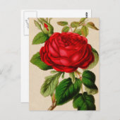 Red Rose Briefkaart (Voorkant / Achterkant)
