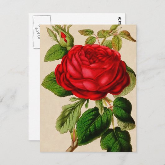 Red Rose Briefkaart (Voorkant / Achterkant)