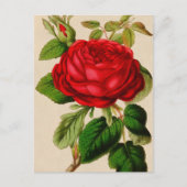 Red Rose Briefkaart (Voorkant)