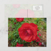 Red Rose Briefkaart (Voorkant / Achterkant)