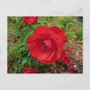 Red Rose Briefkaart