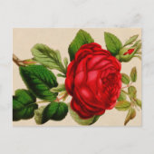 Red Rose Briefkaart (Voorkant)