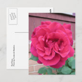 Red Rose Briefkaart (Voorkant / Achterkant)
