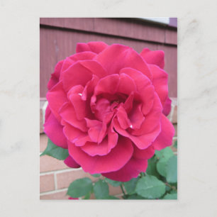 Red Rose Briefkaart