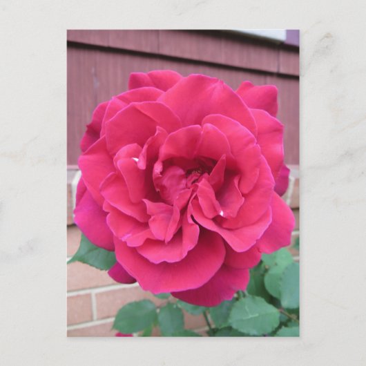 Red Rose Briefkaart (Voorkant)