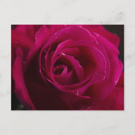 Red Rose Briefkaart