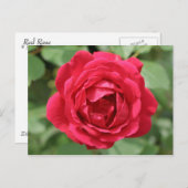 Red Rose Briefkaart (Voorkant / Achterkant)