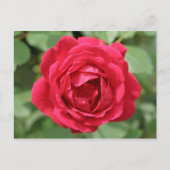 Red Rose Briefkaart (Voorkant)