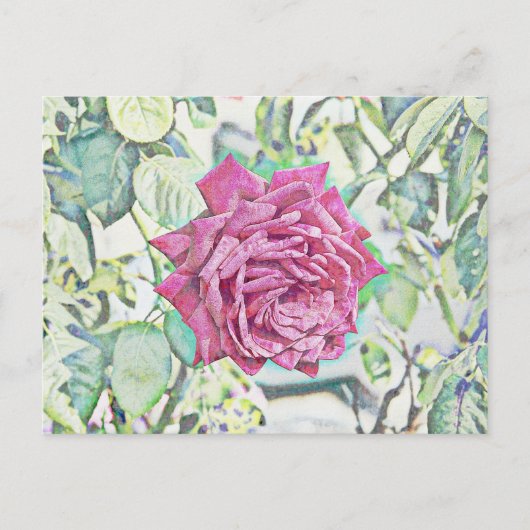 Red Rose Briefkaart (Voorkant)