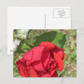 Red Rose Briefkaart (Voorkant / Achterkant)