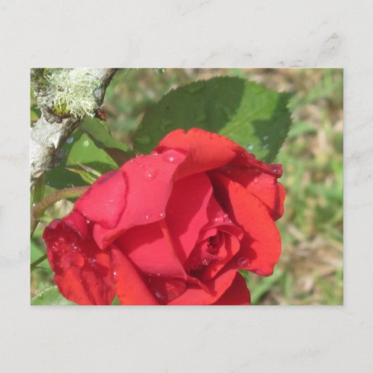 Red Rose Briefkaart (Voorkant)