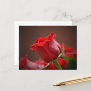 Red Rose Briefkaart