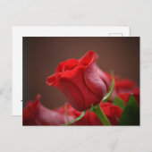 Red Rose Briefkaart (Voorkant / Achterkant)