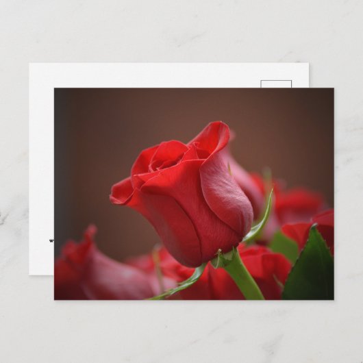 Red Rose Briefkaart (Voorkant / Achterkant)