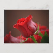 Red Rose Briefkaart (Voorkant)