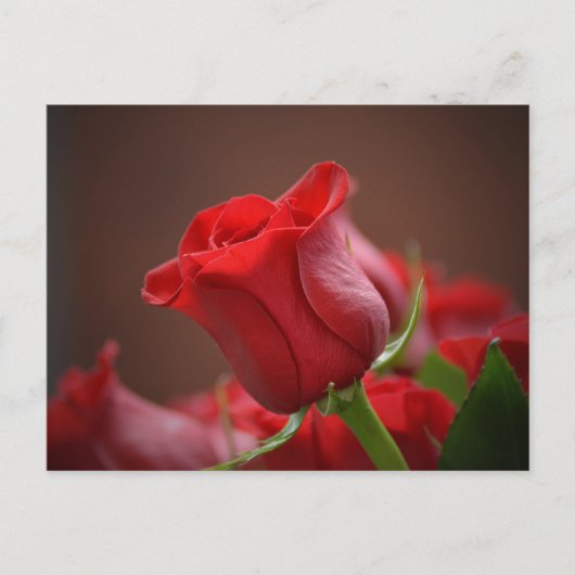 Red Rose Briefkaart (Voorkant)