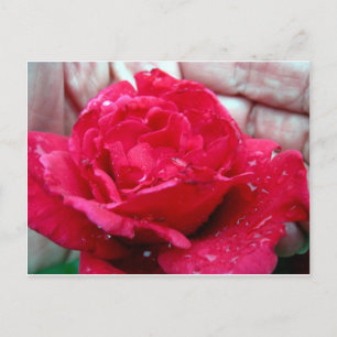 Red Rose Briefkaart