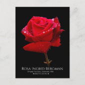Red Rose Briefkaart (Voorkant)