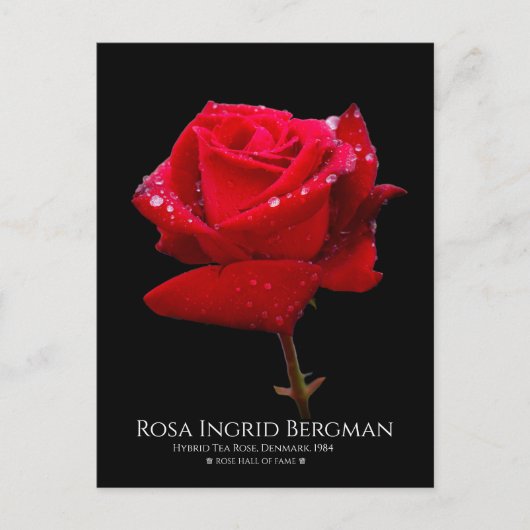Red Rose Briefkaart (Voorkant)