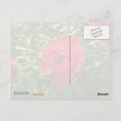 Red Rose Briefkaart (Achterkant)