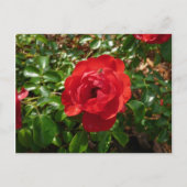 Red Rose Briefkaart (Voorkant)