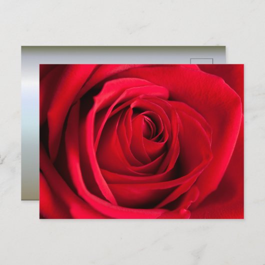 Red Rose Briefkaart (Voorkant / Achterkant)