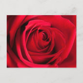 Red Rose Briefkaart (Voorkant)