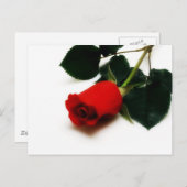 Red Rose Briefkaart (Voorkant / Achterkant)