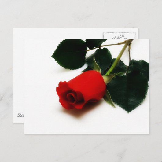 Red Rose Briefkaart (Voorkant / Achterkant)